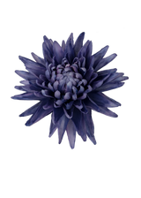 Chrysanthemums Brooch