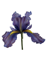 Iris Brooch