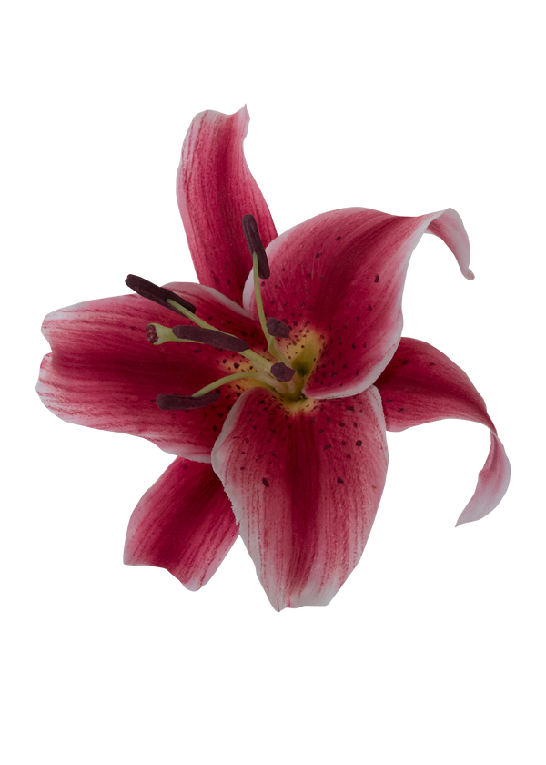 Lilies Brooch